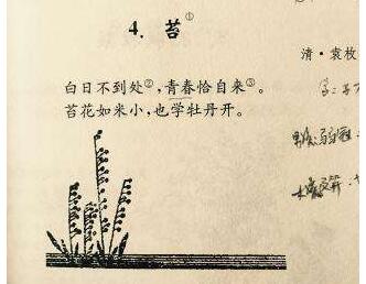 清代诗人袁枚古诗《苔》读后感赏析600字