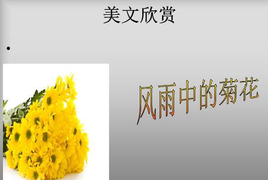 《风雨中的菊花》读后感400字.jpg