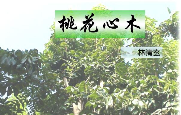 十年育树，百年树人——《桃花心木》读后感600字.jpg